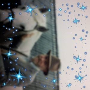 Meet your Posher, Bruce